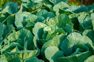 Gene Editing Generates Cabbage with Broad-Spectrum Disease Resistance