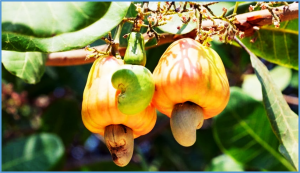 DArTseq-based silicoDArT and SNP markers reveal the genetic diversity and population structure of Kenyan cashew (Anacardium occidentale L.) landraces