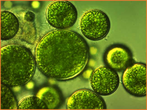 Leaky ribosomal scanning enables tunable translation of bicistronic ORFs in green algae