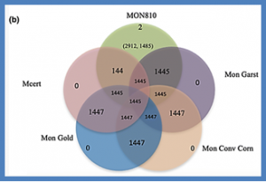 A proteomic-based approach to study underlying molecular responses of the small intestine of Wistar rats to genetically modified corn (MON810)