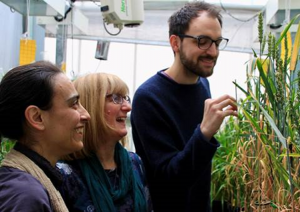 Scientists a Step Closer to Heat-tolerant Wheat