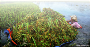 Salinity and drought significantly affect rice production, adopting Good Agricultural Practices is a key solution: Some insights for Mekong River Delta, Vietnam 
