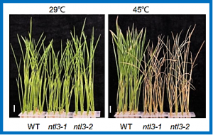 A membrane-associated NAC transcription factor OsNTL3 is involved in thermotolerance in rice.
