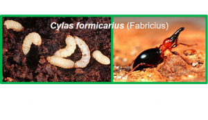 Induced biosynthesis of chlorogenic acid in sweet potato leaves confers the resistance against sweet potato weevil attack 