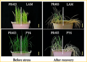 Weighted gene coexpression network analysis-based identification of key modules and hub genes associated with drought sensitivity in rice