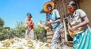 New Study: Cgiar Innovations Reach Nearly 80% Of Ethiopia`s Rural Households