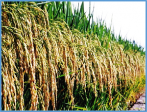 tRNA selectivity during ribosome-associated quality control regulates the critical sterility-inducing temperature in two-line hybrid rice