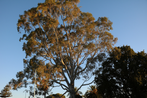 Evaluation of potential impacts on biodiversity of the salt-tolerant transgenic Eucalyptus camaldulensis harboring an RNA chaperonic RNA-Binding-Protein gene derived from common ice plant