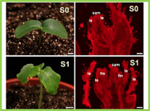 Transcriptional control of local auxin distribution by the CsDFB1-CsPHB module regulates floral organogenesis in cucumber