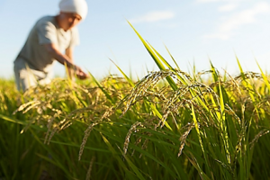 OsGERLP: A novel aluminum tolerance rice gene isolated from a local cultivar in Indonesia