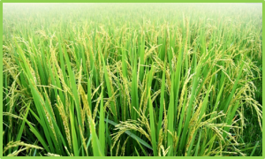 Compositional equivalence assessment of insect-resistant genetically modified rice using multiple statistical analyses