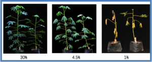 Comparative physiology and transcriptome analysis allows for identification of lncRNAs imparting tolerance to drought stress in autotetraploid cassava.