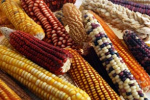 European maize landraces made accessible for plant breeding and genome-based studies