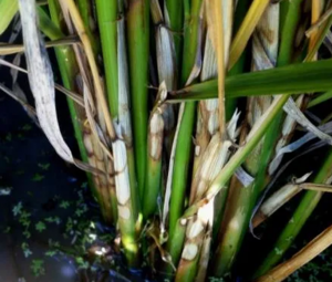 Genome-Wide Association Analysis of the Genetic Basis for Sheath Blight Resistance in Rice.