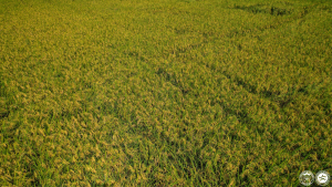 More than 100 Tons of Golden Rice Harvested in the Philippines