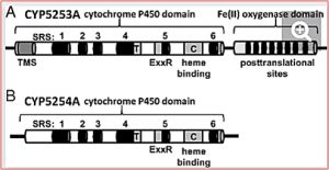 On the occurrence of cytochrome P450 in viruses