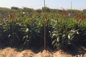 Scientists Discover How Sorghum Controls Genome to Survive Drought