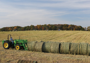 Researchers Discover Reason Behind Switchgrass` Summer Photosynthesis Shutdown