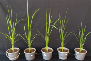 Tolerance of T2 Generation `Kitaake` Rice (Oryza sativa L.) CRISPR/Cas9-OsGA20ox-2 Mutant Strains to Drought Condition
