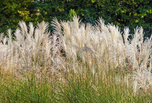 Scientists Perform Gene Editing on Silver Grass for the First Time