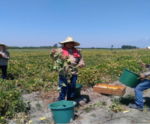 Heat-tolerant wild beans tapped to breed commercial beans for hotter climates