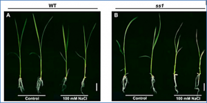 The Tolerance of Salinity in Rice Requires the Presence of a Functional Copy of FLN2