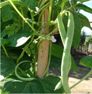 Fine-mapping of angular leaf spot resistance gene Phg-2 in common bean and development of molecular breeding tools