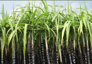 Brazilian Scientists Publish Most Complete Genome Sequence of Commercial Sugarcane