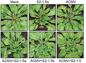 A New Type of Satellite Associated with Cassava Mosaic Begomoviruses