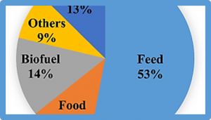 Nitrogen fixation in maize: breeding opportunities