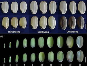 OsCOP1 regulates embryo development and flavonoid biosynthesis in rice (Oryza sativa L.)