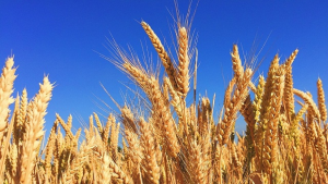 Genetic analysis of wheat (Triticum aestivum) adaptation to heat stress