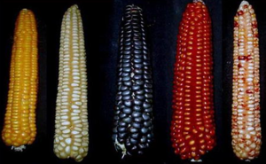 Economic Assessment of GM Corn Use in the Philippines 