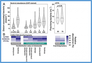 Characterizing the &ldquo;fungal shunt&rdquo;: Parasitic fungi on diatoms affect carbon flow and bacterial communities in aquatic microbial food webs 