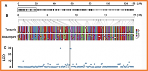 Discovery of a major QTL for root-knot nematode (Meloidogyne incognita) resistance in cultivated sweetpotato (Ipomoea batatas)