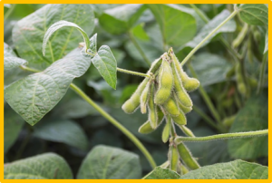 Proteome characterization of two contrasting soybean genotypes in response to different phosphorus treatments