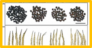 Fine mapping and candidate gene analysis of a major locus controlling ovule abortion and seed number per silique in Brassica napus L.