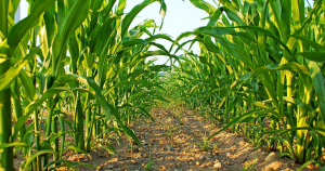 Opposite response of maize ZmCCT to photoperiod due to transposon jumping