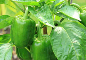 A recessive gene pepy-1 encoding Pelota confers resistance to begomovirus isolates of PepYLCIV and PepYLCAV in Capsicum annuum