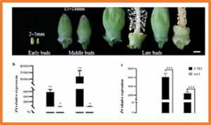 Identification and functional analysis of a pollen fertility-associated gene GhGLP4 of Gossypium hirsutum L.
