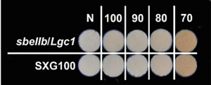 Heat-Moisture Treatment Further Reduces In Vitro Digestibility and Enhances Resistant Starch Content of a High-Resistant Starch and Low-Glutelin Rice
