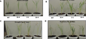 Enhancement of drought tolerance in rice by silencing of the OsSYT-5 gene