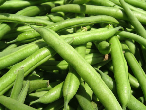 Identification and fine genetic mapping of the golden pod gene (pv-ye) from the snap bean (Phaseolus vulgaris L.)