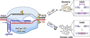 Programmed genome editing by a miniature CRISPR-Cas12f nuclease