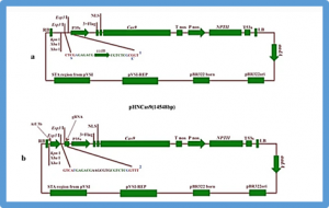 Classification of CRISPR/Cas system and its application in tomato breeding