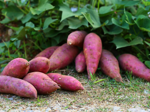 Genome-wide identification and characterization of F-box family proteins in sweet potato and its expression analysis under abiotic stress