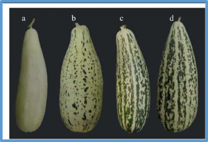 Fine-mapping and identification of a candidate gene controlling seed coat color in melon (Cucumis melo L. var. chinensis Pangalo)