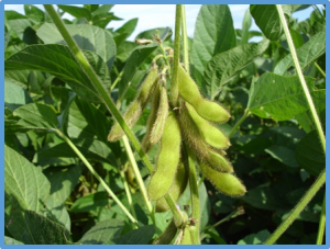 Haplotype mapping uncovers unexplored variation in wild and domesticated soybean at the major protein locus cqProt-003