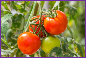 The tomato OST1-VOZ1 module regulates drought-mediated flowering