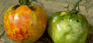 A new NLR gene for resistance to Tomato spotted wilt virus in tomato (Solanum lycopersicum)